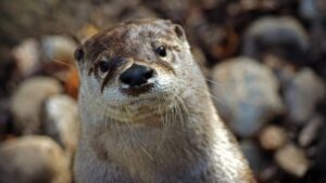 Otter