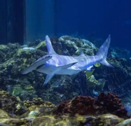 Two sharks swimming over rocky aquarium reef