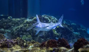 Sharks