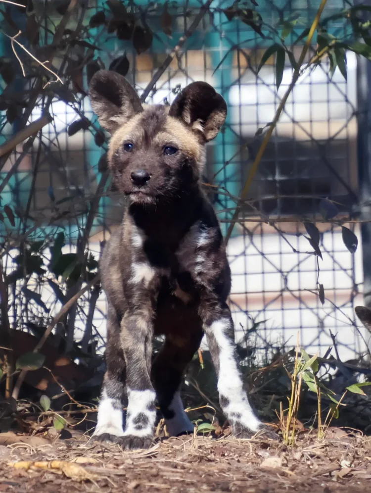 African wild dog puppy standing near foliage