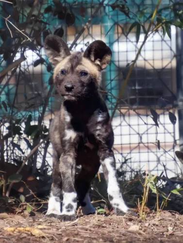 African wild dog puppy standing near foliage