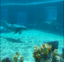 Dolphin swimming near coral and sponges underwater