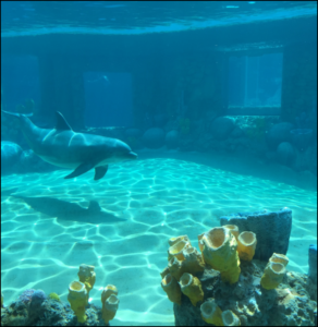 Dolphin swimming near coral and sponges underwater