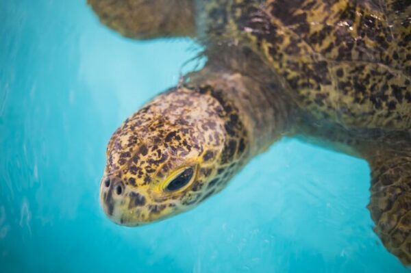 Close-up sea turtle swimming in turquoise water