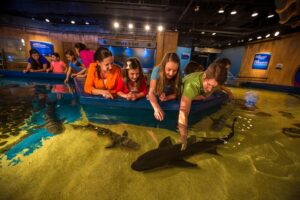 Family touching sharks in aquarium touch tank