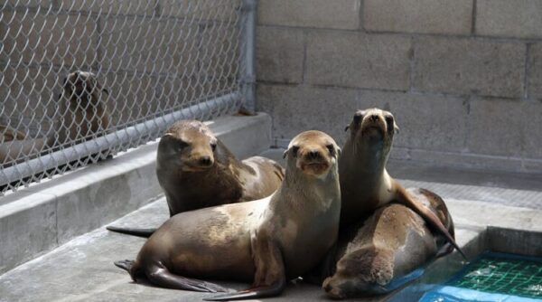 Three sea lions lounging beside enclosure pool