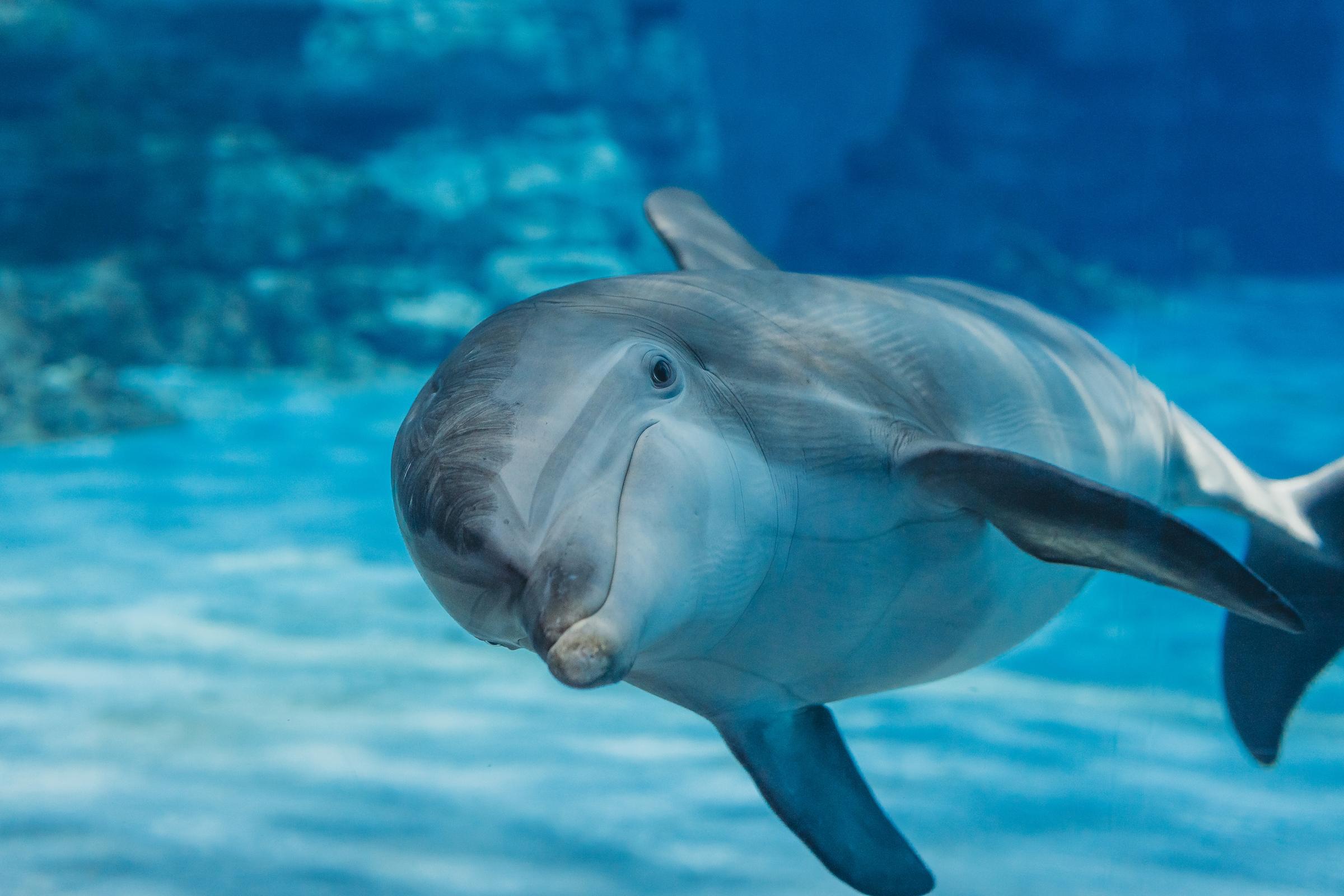 Aquariums