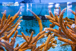 Corals