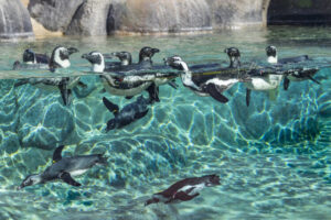 Penguins