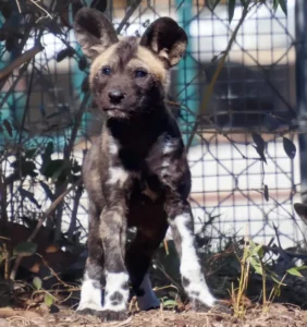 Painted Dog