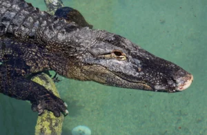 Alligators & Crocodiles