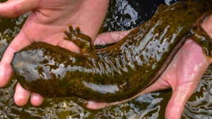Giant Salamander
