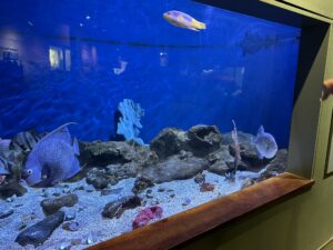 Freshwater Fish