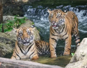Big Cats