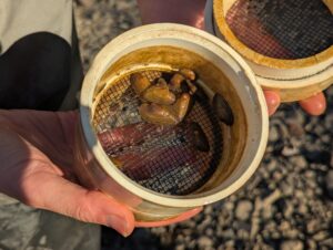 Shellfish Hatcheries