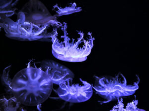 Jellyfish