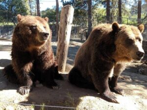 Bears