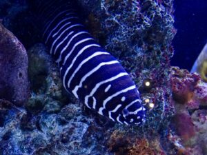 Eels