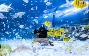 Tropical Fish