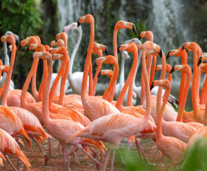 Flamingo