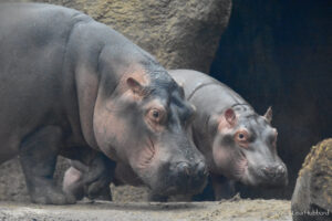 Hippopotamus