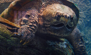 Turtles