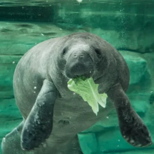 Manatee