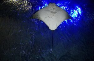 Rays