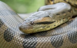 Snakes