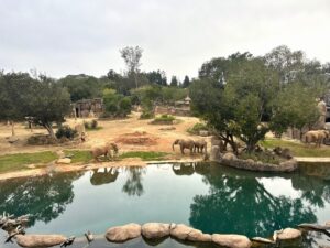 Elephants