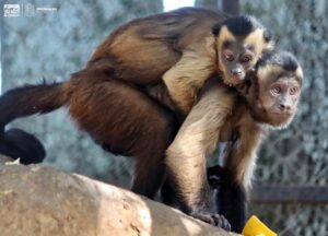 Primates